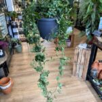 Cissus Striata Sugar Vine Plant 19cm XL 80cm Long