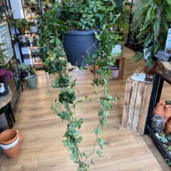 Cissus Striata Sugar Vine Plant 19cm XL 80cm Long Hanging & Trailing