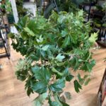 Cissus Ellen Dancia Grape Ivy Plant 19cm XL