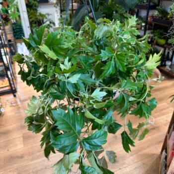 Cissus Ellen Dancia Grape Ivy Plant 19cm XL Hanging & Trailing