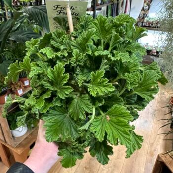 Scented Pelargonium Geranium 12cm pot ORANGE Houseplants