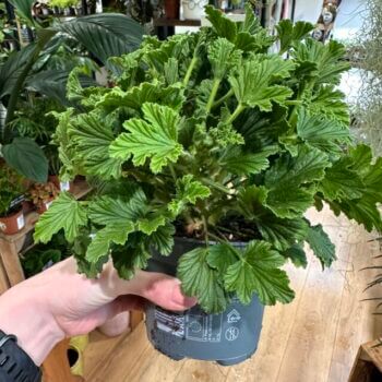 Scented Pelargonium Geranium 12cm pot ORANGE Houseplants 2