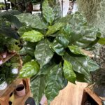 Coffee Arabica Houseplant 12cm