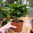 img_5566