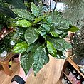 img_5568