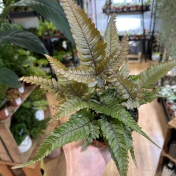 Pteris Quadriaurita Tricolour Fern 12cm pot Houseplants fern 3