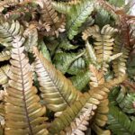 Pteris Quadriaurita Tricolour Fern 12cm pot