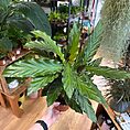 img_5581