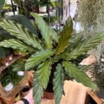 Calathea Rufibarba Velvet Prayer Plant 14cm pot