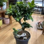 Large Mature Bonsai Tree Ficus Ginseng 23cm pot