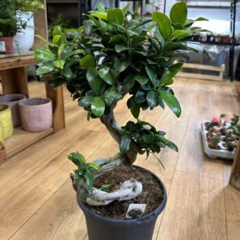 Large Mature Bonsai Tree Ficus Ginseng 23cm pot Houseplants bonsai