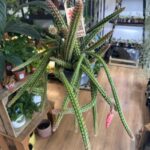 Aporocactus Malisonii Fox Tail Cactus 14cm pot