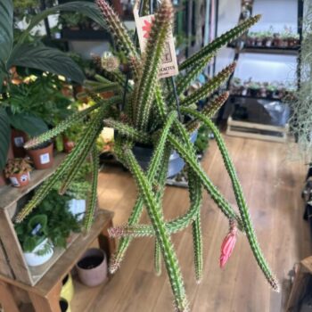 Aporocactus Malisonii Rat Tail Cactus 14cm pot Hanging & Trailing cactus