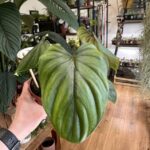 Philodendron Plowmanii 12cm pot
