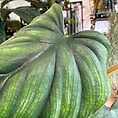 img_5815