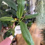 Philodendron Campii Lynette 12cm pot