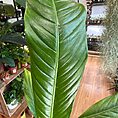 img_5818