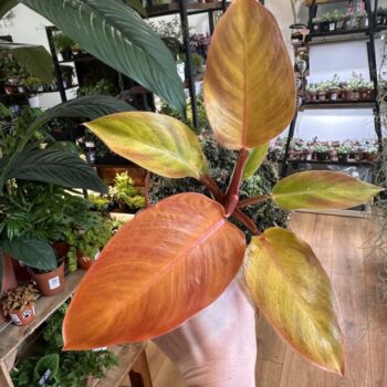 Philodendron Prince Of Orange 12cm pot Houseplants 12cm plant 2