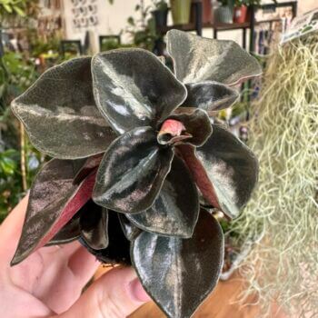 Peperomia Columbiana Black Leaf 6cm pot Hanging & Trailing peperomia hope 3