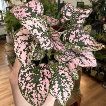 Pink Hypoestes Phyllostachya Polka Dot Plant 8cm pot Houseplants 8cm pot