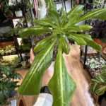 Brighamia Insignis Hawaiian Palm 12cm pot