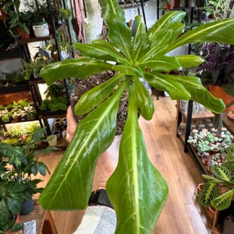 Brighamia Insignis, commonly known as the Hawaiian Palm, is a houseplant that comes in a 12cm pot.