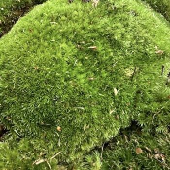 Fresh live cushion pillow bun moss | Great for terrariums Fresh Moss bun moss