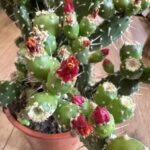 Opuntia Ficus Indica Prickly Pear Cactus 17cm pot