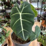 Alocasia Frydek 19cm pot