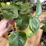 Philodendron Scandens Heartleaf Philodendron 12cm pot