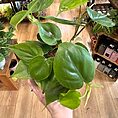 img_6488