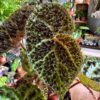 Begonia Ferox Fierce Plant 12cm pot