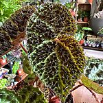 Begonia Ferox Fierce Plant 12cm pot