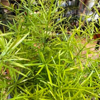 Asparagus Densiflorus Fox Tail Fern 12cm Pot Houseplants air purifier 3