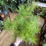 Asparagus Densiflorus Fox Tail Fern 12cm Pot