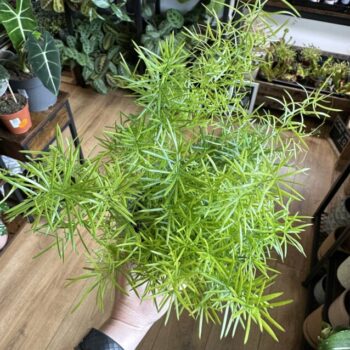 Asparagus Densiflorus Fox Tail Fern 12cm Pot Houseplants air purifier