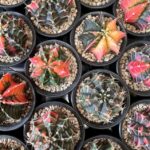 Gymnocalycium Mihanovichii Variegata Phoenix Cactus 8cm pot