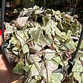 img_6731