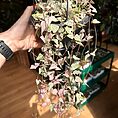 Variegated Ceropegia Linearis 'Merel' in a 14cm Pot