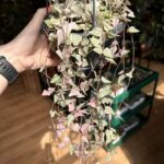 Variegated Ceropegia Linearis Merel 14cm pot