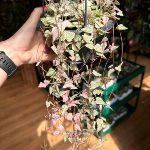 Variegated Ceropegia Linearis 'Merel' in a 14cm Pot