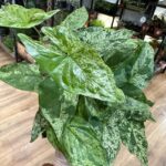 Syngonium Mottled Mojito Arrowhead Plant 14cm pot