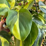 Philodendron Hederaceum Brasil Pothos 19cm pot