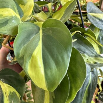 Philodendron Hederaceum Brasil Pothos 19cm pot Hanging & Trailing air purifying