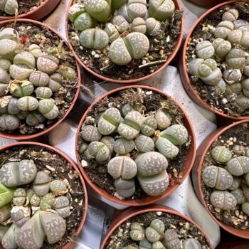 Lithops Living Stones Pebble Plant 8cm pot Houseplants 8.5cm plant