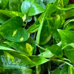 Epipremnum Aureum Golden Pothos Devils Ivy 12cm pot