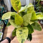 Ficus Shivereana Moonshine Variegated Rubber Plant 17cm pot