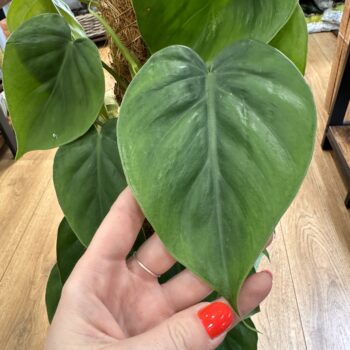 Philodendron Scandens Heartleaf Sweetheart Plant 17cm pot 90cm Height Hanging & Trailing easy care 2