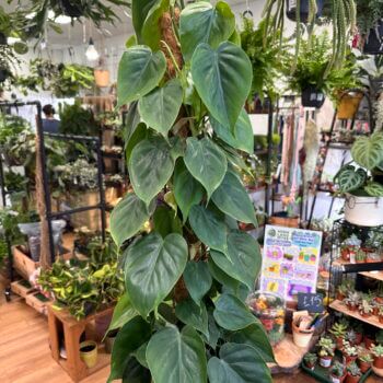 Philodendron Scandens Heartleaf Sweetheart Plant 17cm pot 90cm Height Hanging & Trailing easy care
