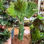 Euphorbia Lactea Cristata Mermaid Cactus 10cm pot